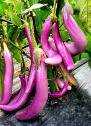 eggplant pink flamingo7